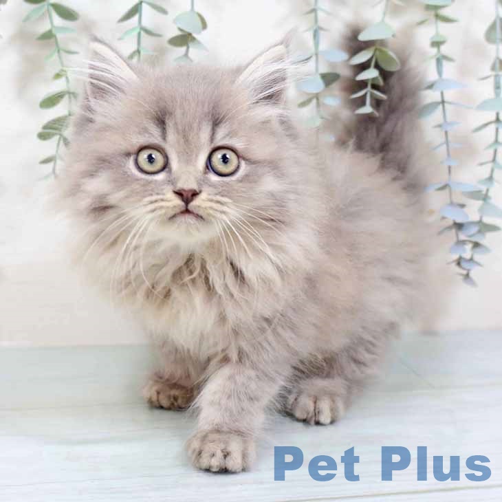新潟県のミヌエット (ペットプラス 新潟南店/2025年10月5日生まれ/男の子/ブルータビー)の子猫の1枚目の画像