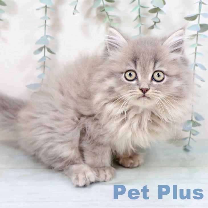 新潟県のミヌエット (ペットプラス 新潟南店/2025年10月5日生まれ/男の子/ブルータビー)の子猫の2枚目の画像