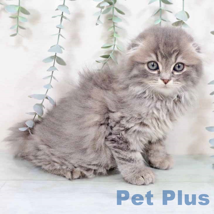 スコティッシュフォールド