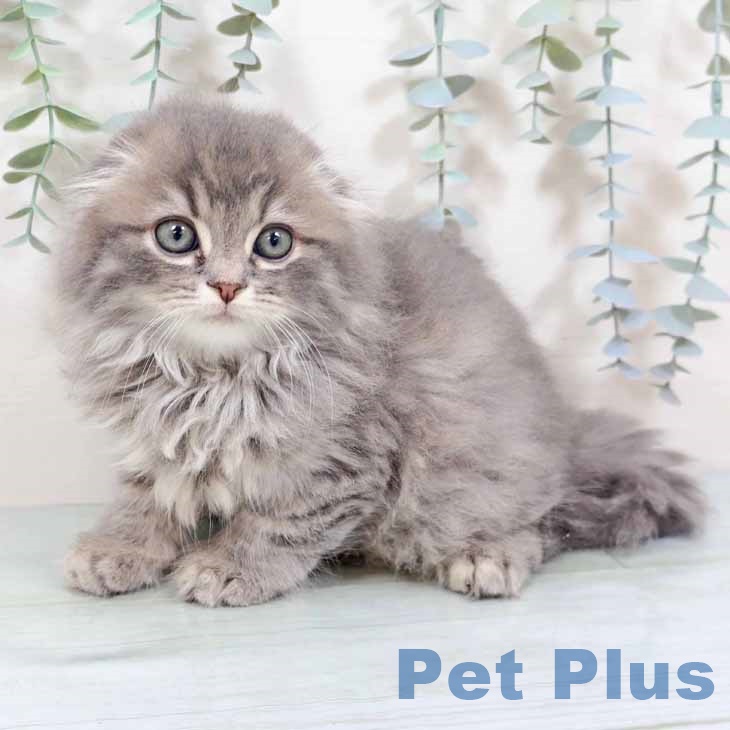 スコティッシュフォールド