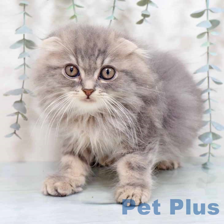 大阪府のスコティッシュフォールド (ペットプラス ららぽーと和泉店/2025年9月20日生まれ/男の子/ブルータビー)の子猫の1枚目の画像