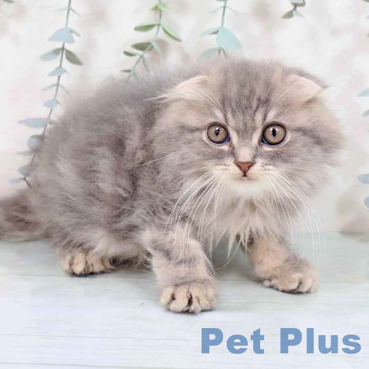 大阪府のスコティッシュフォールド (ペットプラス ららぽーと和泉店/2025年9月20日生まれ/男の子/ブルータビー)の子猫の2枚目の画像