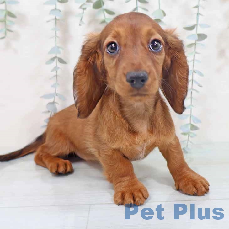 大阪府のミニチュアダックスフンド(ロング) (ペットプラス 松原店/2025年10月10日生まれ/女の子/レッド)の子犬の1枚目の画像