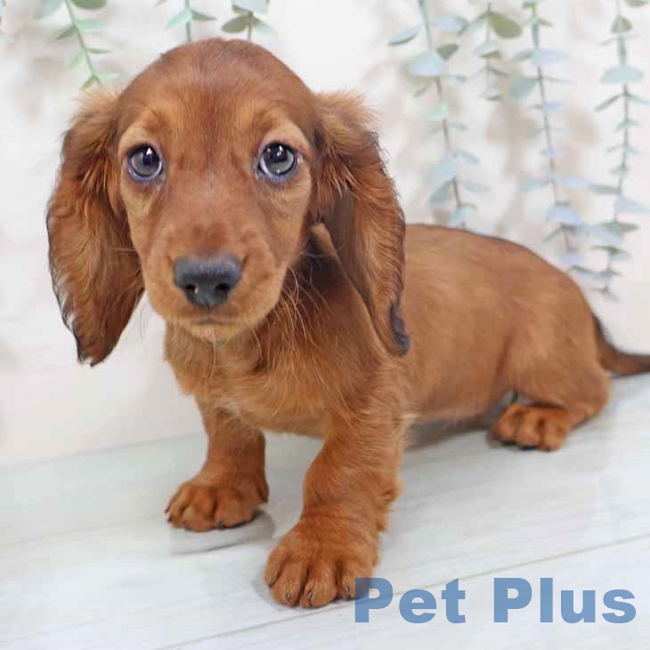 大阪府のミニチュアダックスフンド(ロング) (ペットプラス 松原店/2025年10月10日生まれ/女の子/レッド)の子犬の2枚目の画像