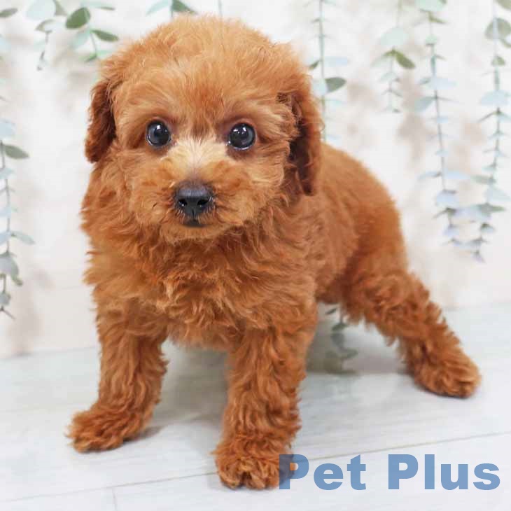 大阪府のトイプードル(トイ) (ペットプラス 堺北花田店/2025年10月14日生まれ/男の子/レッドフォーン)の子犬の1枚目の画像