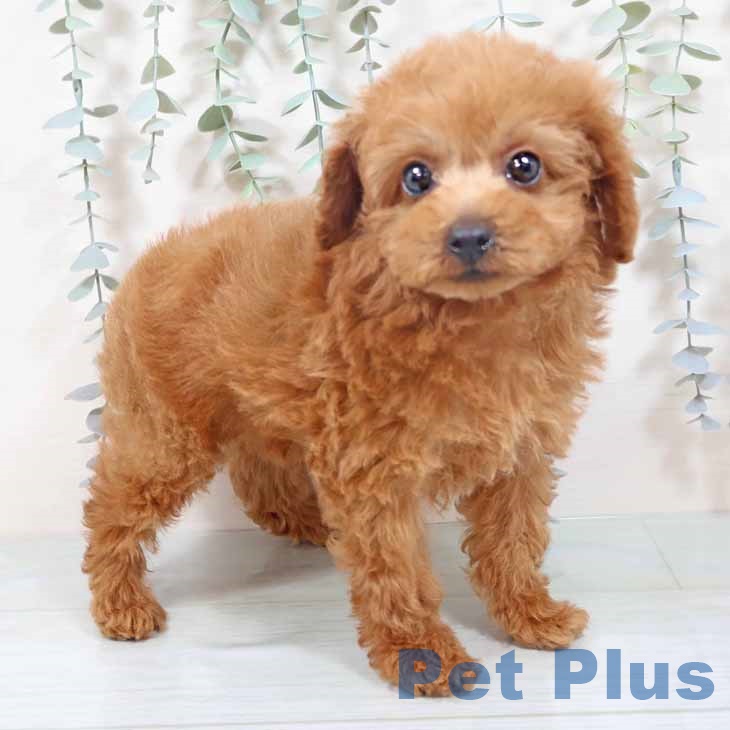 大阪府のトイプードル(トイ) (ペットプラス 堺北花田店/2025年10月14日生まれ/男の子/レッドフォーン)の子犬の2枚目の画像