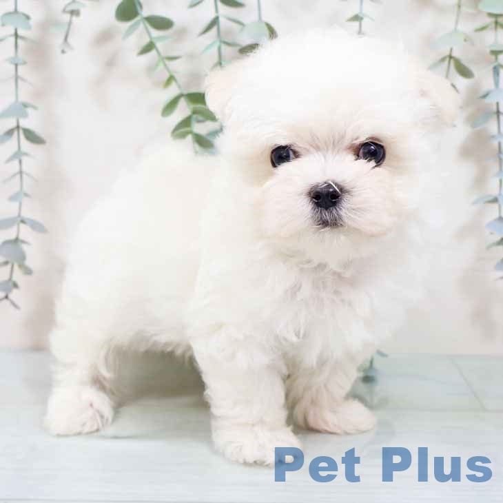 大阪府のマルチーズ (ペットプラス イオン大日店/2025年10月16日生まれ/男の子/ホワイト)の子犬の1枚目の画像