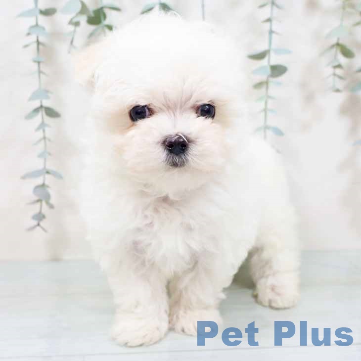 大阪府のマルチーズ (ペットプラス イオン大日店/2025年10月16日生まれ/男の子/ホワイト)の子犬の2枚目の画像
