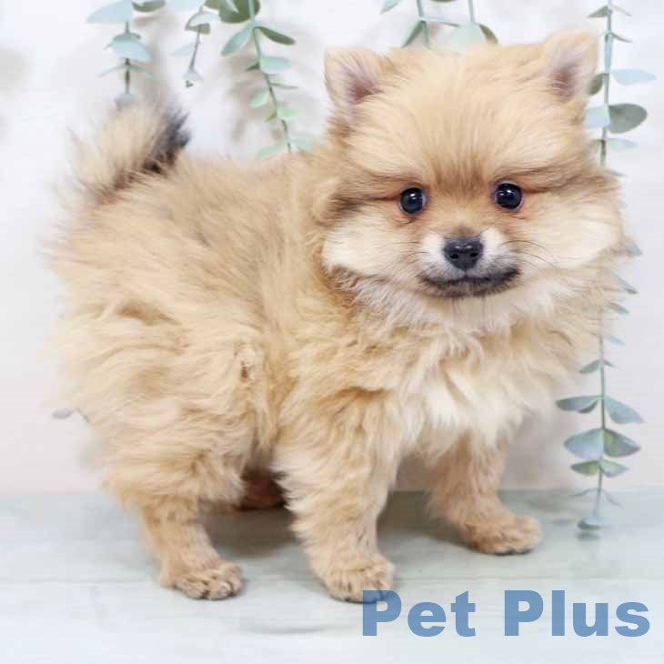 大阪府のポメラニアン (ペットプラス 大阪ドームシティ店/2025年10月13日生まれ/女の子/ウルフセーブル)の子犬の1枚目の画像