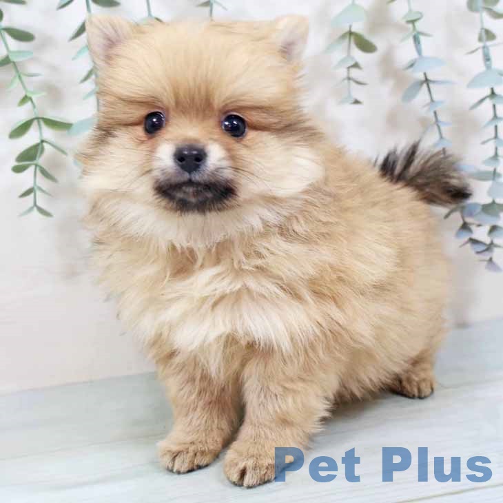 大阪府のポメラニアン (ペットプラス 大阪ドームシティ店/2025年10月13日生まれ/女の子/ウルフセーブル)の子犬の2枚目の画像