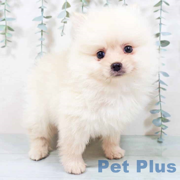 新潟県のポメラニアン (ペットプラス 新潟南店/2025年10月12日生まれ/男の子/クリーム)の子犬の1枚目の画像