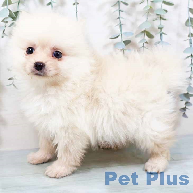 新潟県のポメラニアン (ペットプラス 新潟南店/2025年10月12日生まれ/男の子/クリーム)の子犬の2枚目の画像