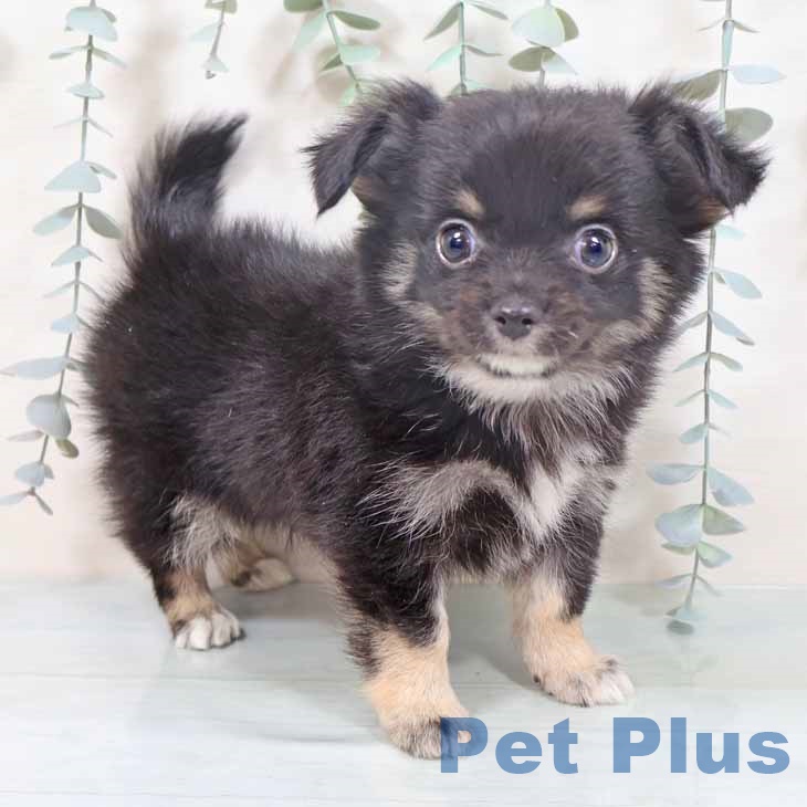 大阪府のチワワ(ロング) (ペットプラス 大阪ドームシティ店/2025年10月15日生まれ/男の子/ブラックタンホワイト)の子犬の1枚目の画像