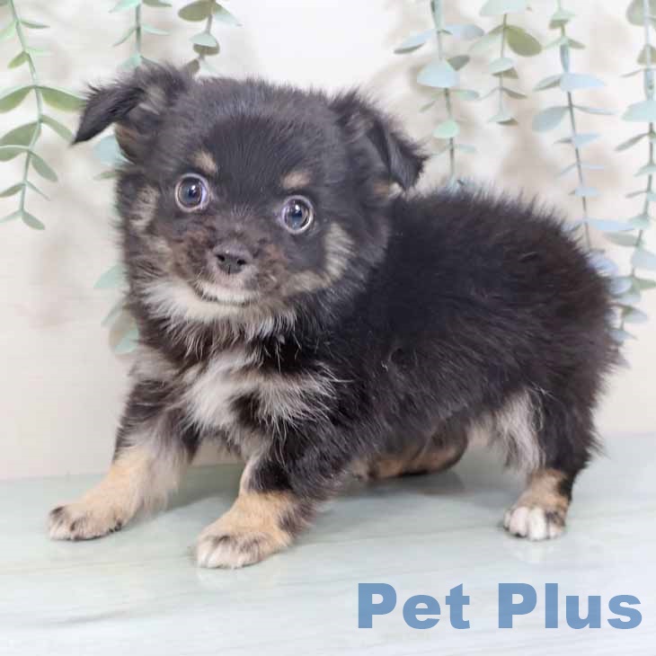 大阪府のチワワ(ロング) (ペットプラス 大阪ドームシティ店/2025年10月15日生まれ/男の子/ブラックタンホワイト)の子犬の2枚目の画像