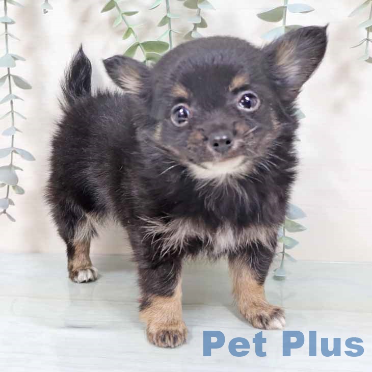 兵庫県のチワワ(ロング) (ペットプラス 明石店/2025年10月15日生まれ/女の子/ブラックタンホワイト)の子犬の1枚目の画像