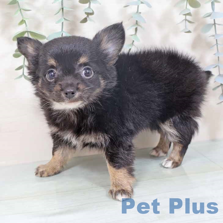 兵庫県のチワワ(ロング) (ペットプラス 明石店/2025年10月15日生まれ/女の子/ブラックタンホワイト)の子犬の2枚目の画像