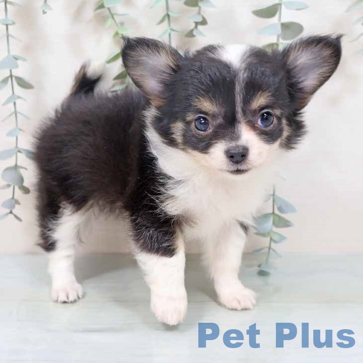 大阪府のチワワ(ロング) (ペットプラス イオン大日店/2025年10月15日生まれ/女の子/ブラックタンホワイト)の子犬の1枚目の画像
