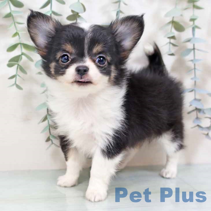 大阪府のチワワ(ロング) (ペットプラス イオン大日店/2025年10月15日生まれ/女の子/ブラックタンホワイト)の子犬の2枚目の画像