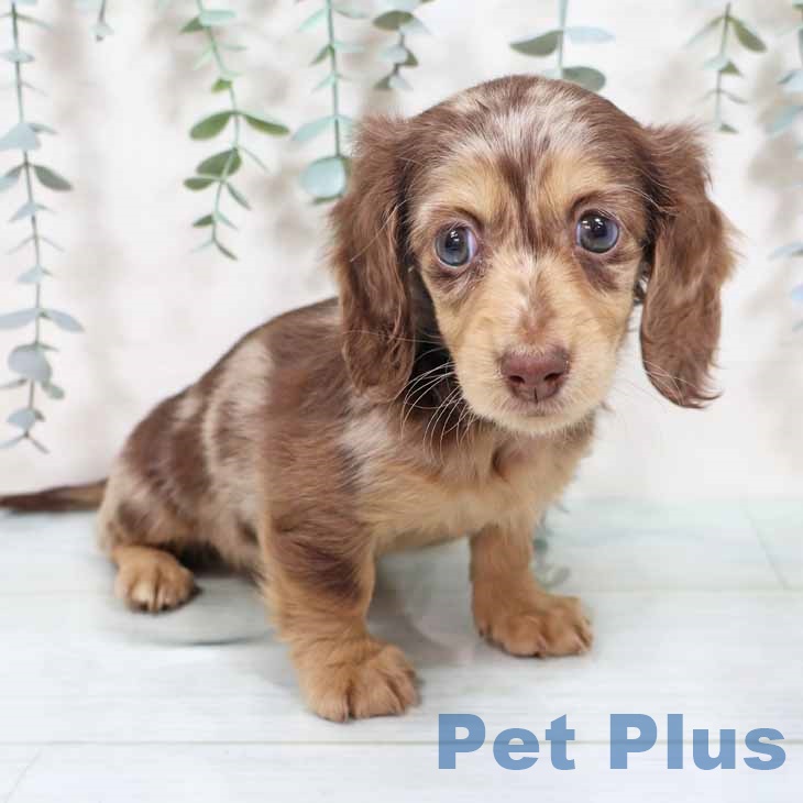 兵庫県のミニチュアダックスフンド(ロング) (ペットプラス 神戸三宮店/2025年10月11日生まれ/女の子/チョコレートダップル)の子犬の1枚目の画像