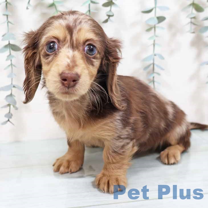 兵庫県のミニチュアダックスフンド(ロング) (ペットプラス 神戸三宮店/2025年10月11日生まれ/女の子/チョコレートダップル)の子犬の2枚目の画像