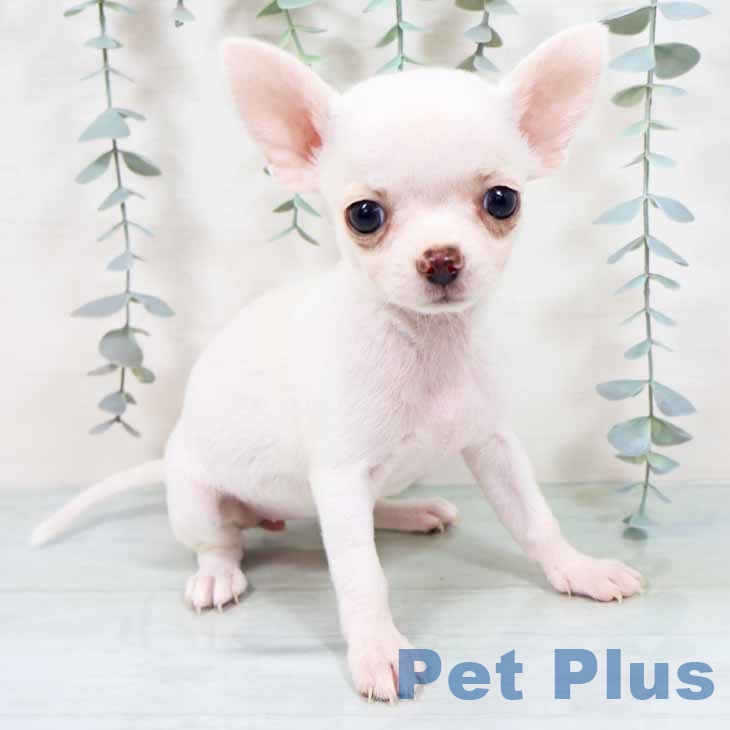 新潟県のチワワ(ロング) (ペットプラス 新潟南店/2025年10月16日生まれ/女の子/クリーム)の子犬の1枚目の画像