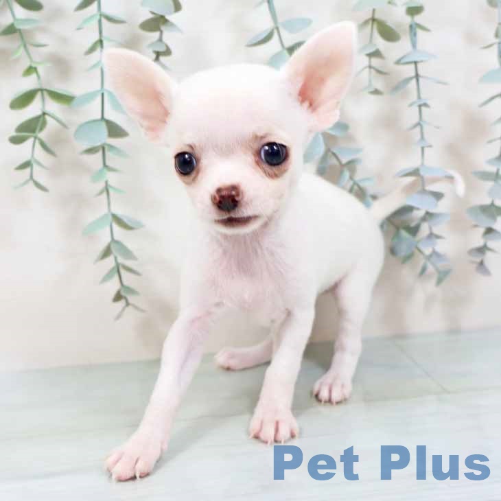 新潟県のチワワ(ロング) (ペットプラス 新潟南店/2025年10月16日生まれ/女の子/クリーム)の子犬の2枚目の画像