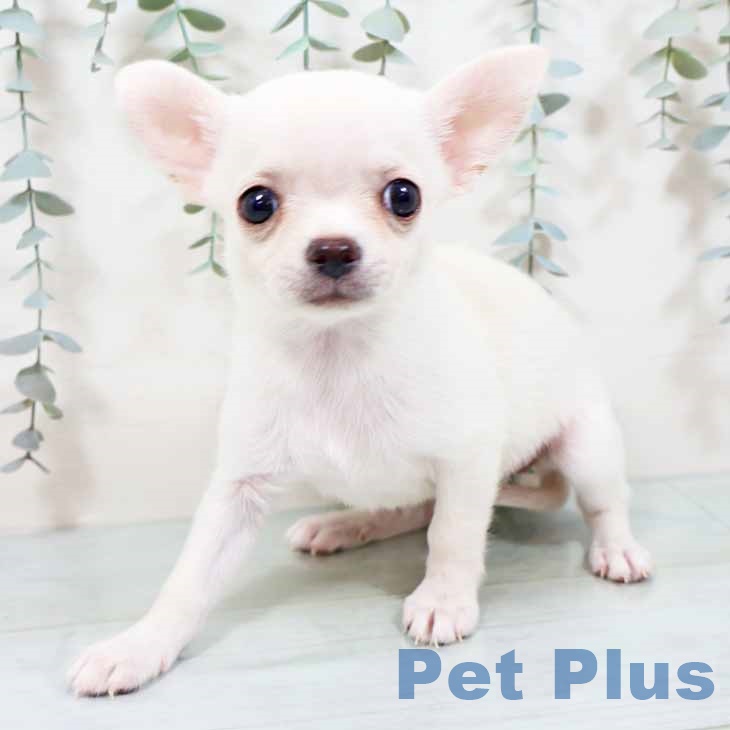京都府のチワワ(ロング) (ペットプラス 醍醐店/2025年10月16日生まれ/女の子/クリーム)の子犬の2枚目の画像