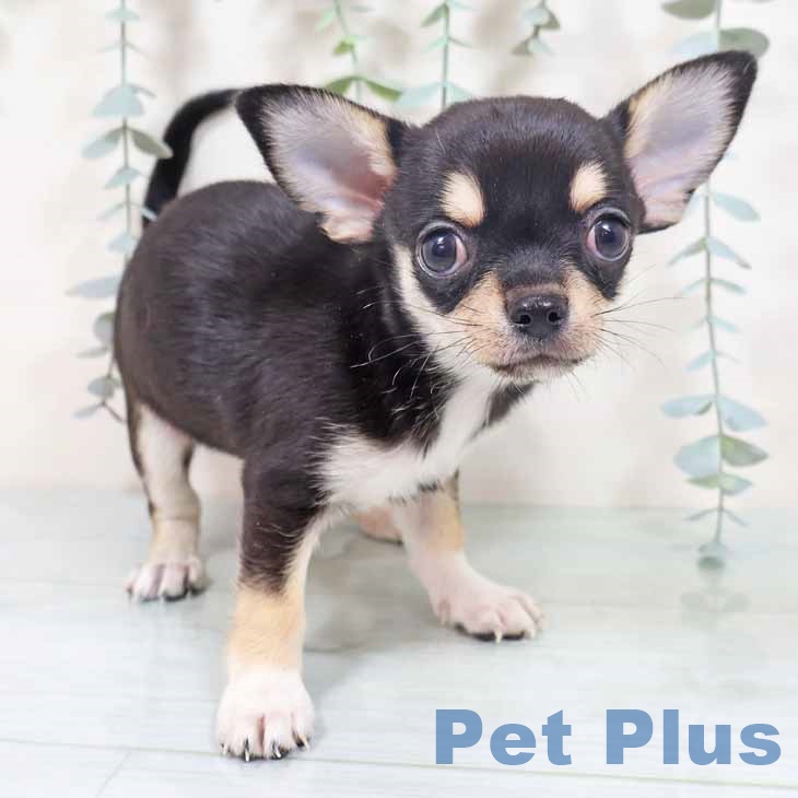 大阪府のチワワ(ロング) (ペットプラス 四條畷店/2025年10月16日生まれ/男の子/ブラックタンホワイト)の子犬の1枚目の画像