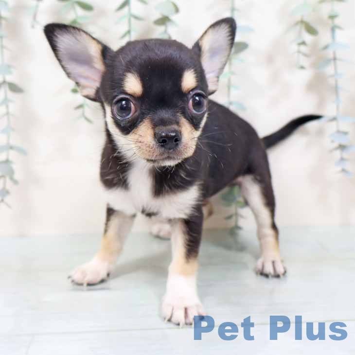 大阪府のチワワ(ロング) (ペットプラス 四條畷店/2025年10月16日生まれ/男の子/ブラックタンホワイト)の子犬の2枚目の画像