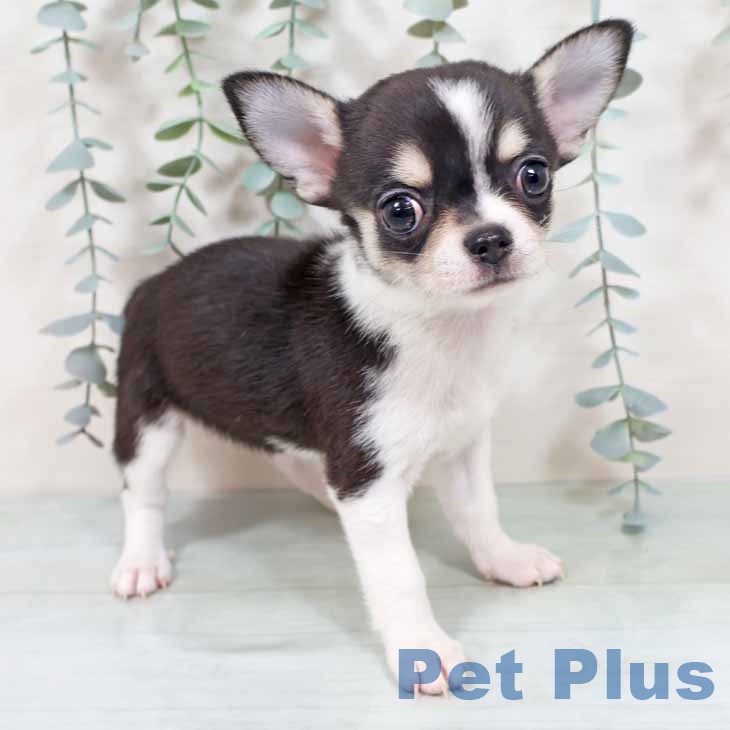 大阪府のチワワ(ロング) (ペットプラス イオン大日店/2025年10月16日生まれ/女の子/ブラックホワイト)の子犬の1枚目の画像