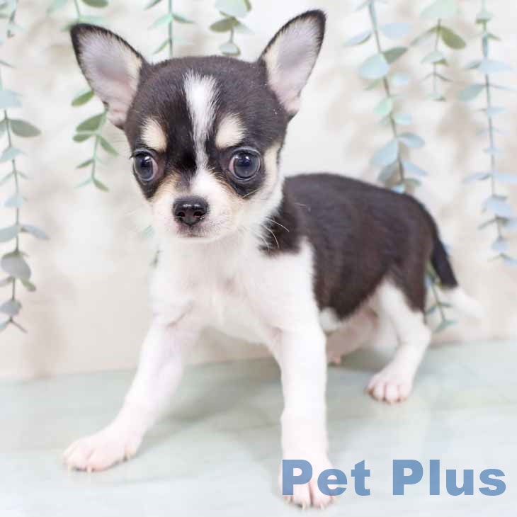 大阪府のチワワ(ロング) (ペットプラス イオン大日店/2025年10月16日生まれ/女の子/ブラックホワイト)の子犬の2枚目の画像