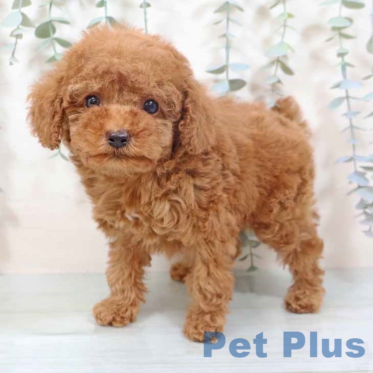 京都府のトイプードル(トイ) (ペットプラス イオンモールKYOTO店/2025年10月16日生まれ/男の子/レッドフォーン)の子犬の1枚目の画像