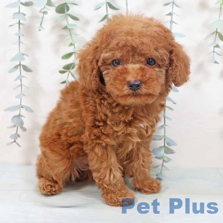 京都府のトイプードル(トイ) (ペットプラス イオンモールKYOTO店/2025年10月16日生まれ/男の子/レッドフォーン)の子犬の2枚目の画像