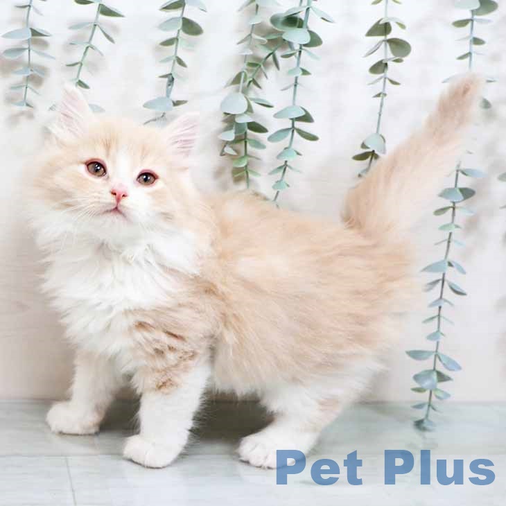 京都府のノルウェージャンフォレストキャット (ペットプラス イオンモールKYOTO店/2025年9月13日生まれ/男の子/クリームホワイト)の子猫の1枚目の画像