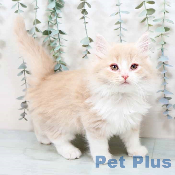 京都府のノルウェージャンフォレストキャット (ペットプラス イオンモールKYOTO店/2025年9月13日生まれ/男の子/クリームホワイト)の子猫の2枚目の画像