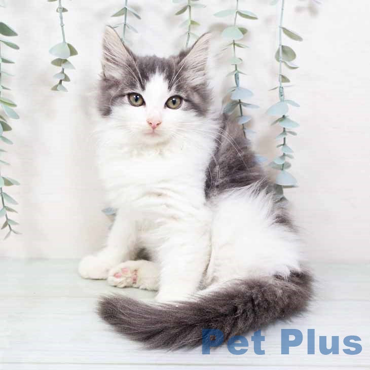 ノルウェージャンフォレストキャット