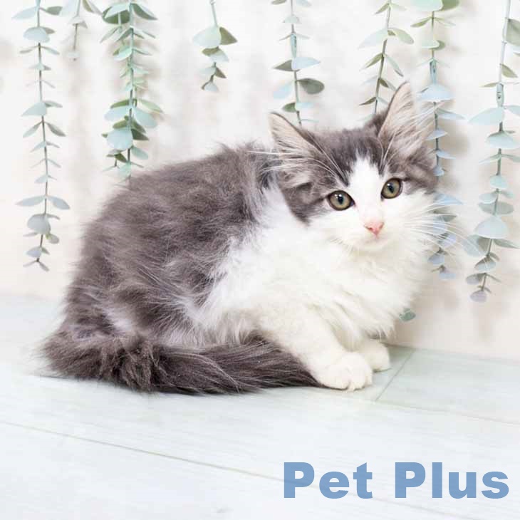 ノルウェージャンフォレストキャット