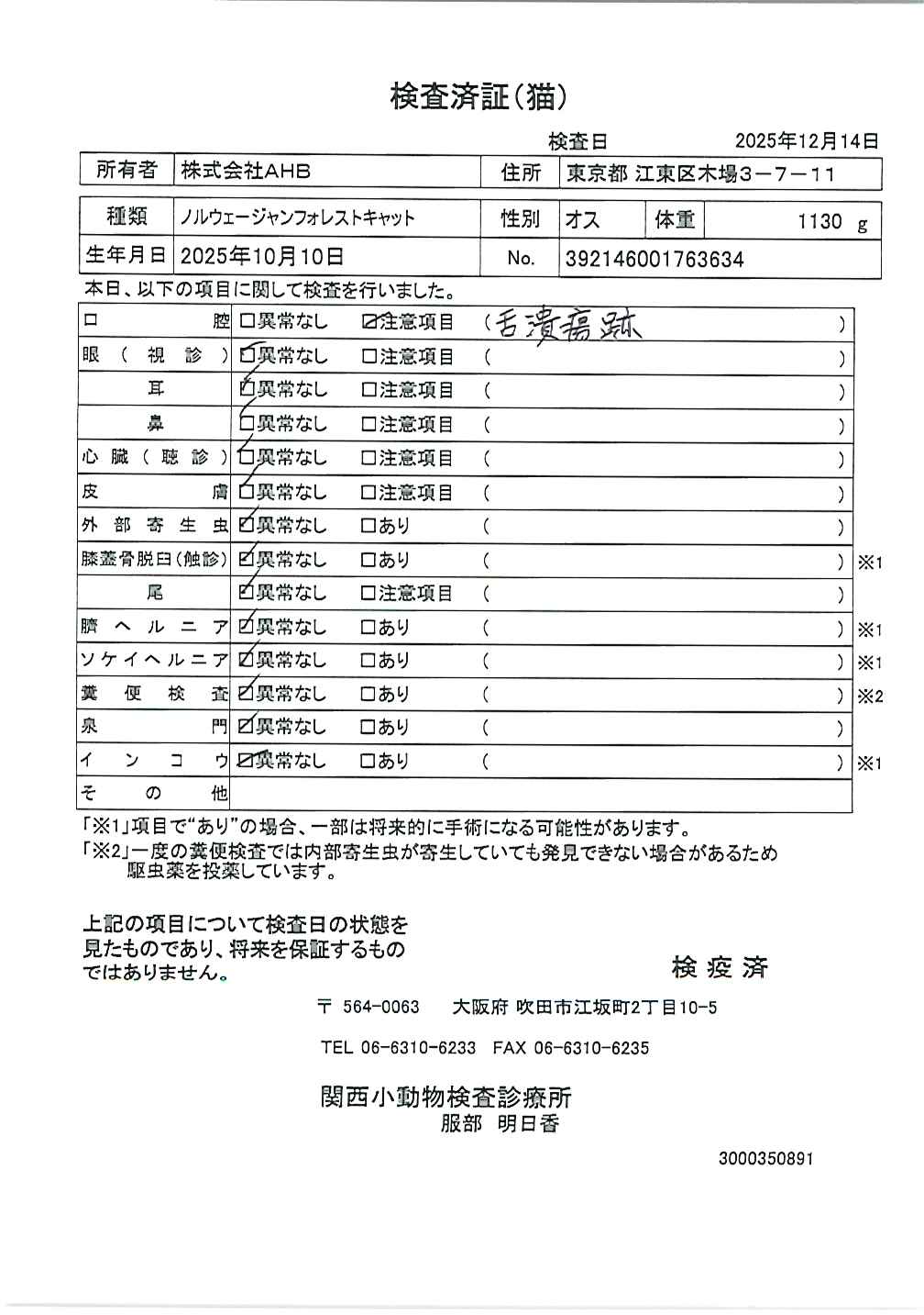 ノルウェージャンフォレストキャット