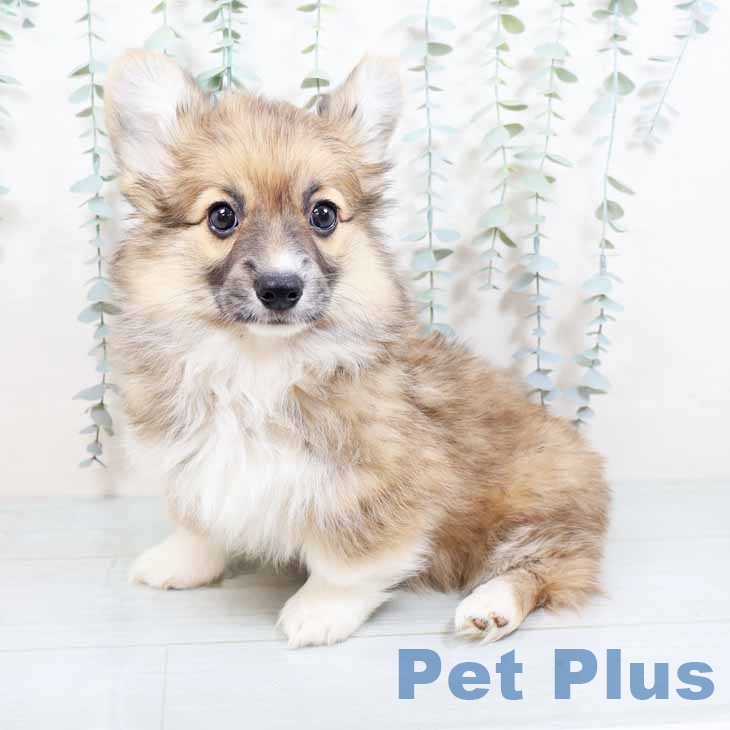 新潟県のウェルシュコーギーペンブローク (ペットプラス 新潟南店/2025年10月14日生まれ/女の子/レッドホワイト)の子犬の1枚目の画像