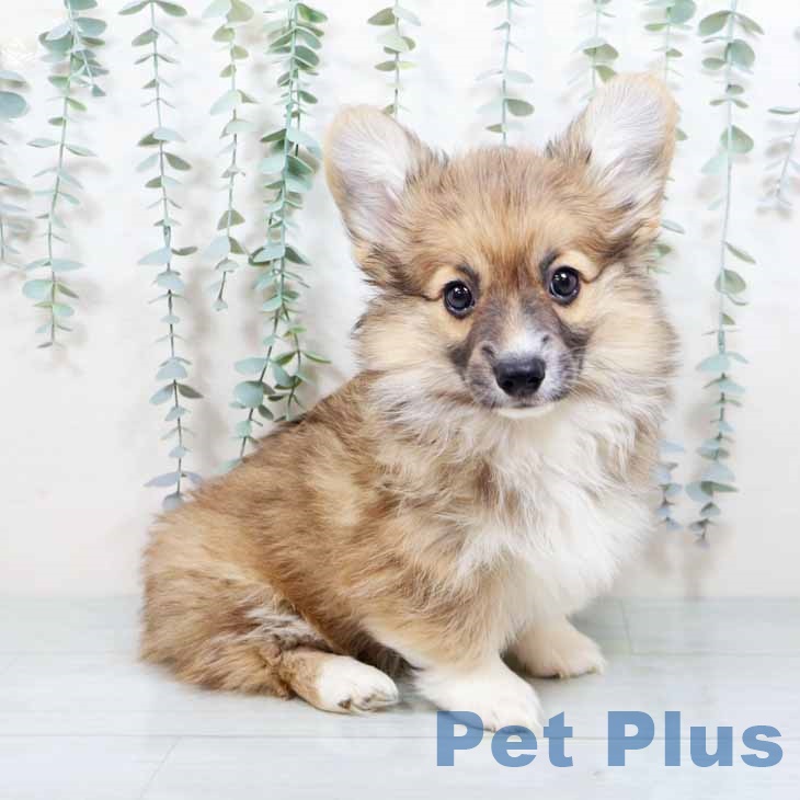 新潟県のウェルシュコーギーペンブローク (ペットプラス 新潟南店/2025年10月14日生まれ/女の子/レッドホワイト)の子犬の2枚目の画像