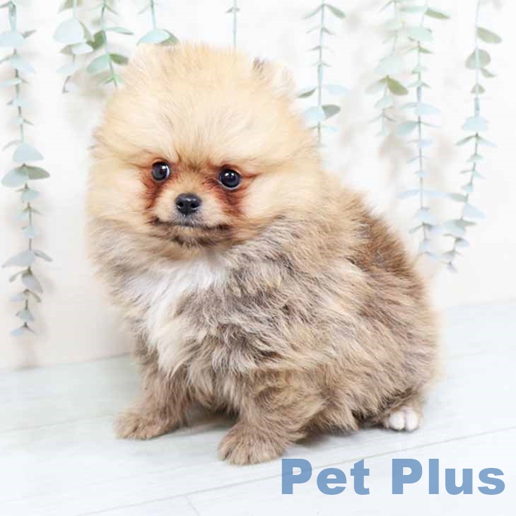 京都府のポメラニアン (ペットプラス イオンモールKYOTO店/2025年10月16日生まれ/男の子/オレンジセーブル)の子犬の2枚目の画像