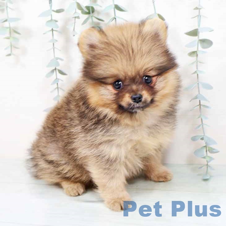 大阪府のポメラニアン (ペットプラス 鶴見店/2025年10月16日生まれ/女の子/オレンジセーブル)の子犬の1枚目の画像