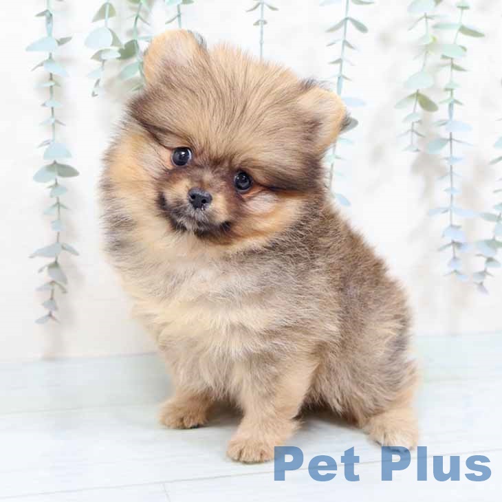 大阪府のポメラニアン (ペットプラス 鶴見店/2025年10月16日生まれ/女の子/オレンジセーブル)の子犬の2枚目の画像