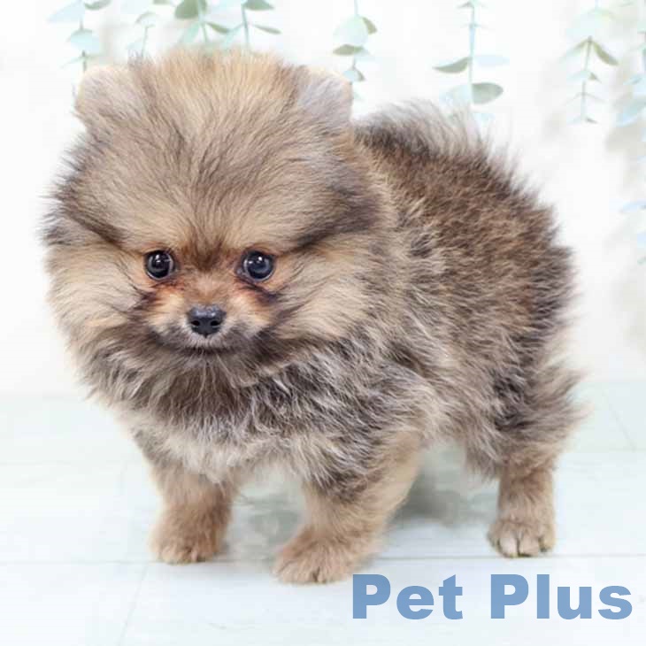 ポメラニアンの写真2