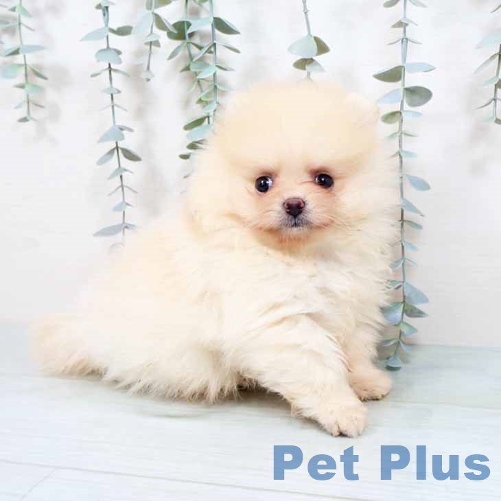 ポメラニアンの写真2