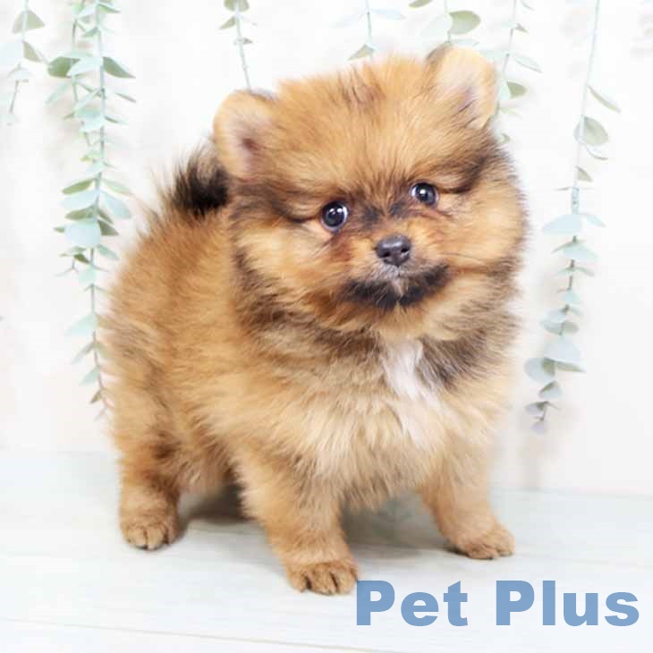 京都府のポメラニアン (ペットプラス イオンモールKYOTO店/2025年10月16日生まれ/男の子/オレンジ)の子犬の1枚目の画像