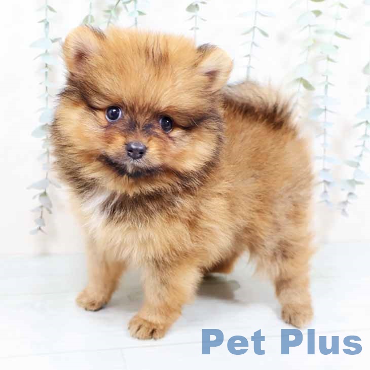 京都府のポメラニアン (ペットプラス イオンモールKYOTO店/2025年10月16日生まれ/男の子/オレンジ)の子犬の2枚目の画像