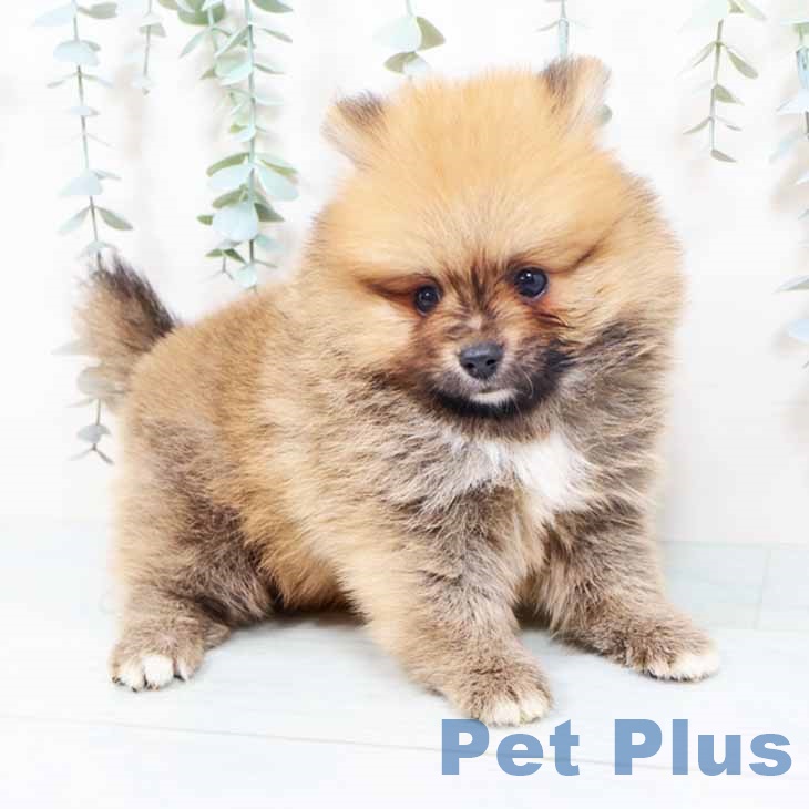 大阪府のポメラニアン (ペットプラス イオン大日店/2025年10月16日生まれ/男の子/オレンジ)の子犬の1枚目の画像