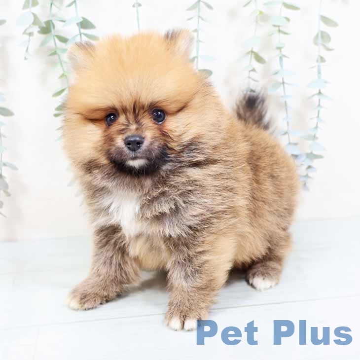大阪府のポメラニアン (ペットプラス イオン大日店/2025年10月16日生まれ/男の子/オレンジ)の子犬の2枚目の画像