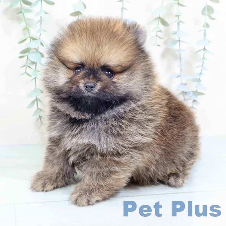 大阪府のポメラニアン (ペットプラス イオン大日店/2025年10月16日生まれ/男の子/オレンジセーブル)の子犬の1枚目の画像